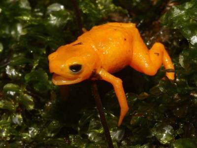 В Бразилии открыт новый вид миниатюрных флуоресцирующих лягушек - polit.ru - Бразилия - Сан-Паулу