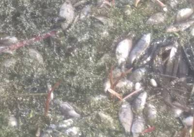 Власти рассказали о причинах массовой гибели рыбы в Старожиловском районе - ya62.ru - Рязанская обл. - район Старожиловский