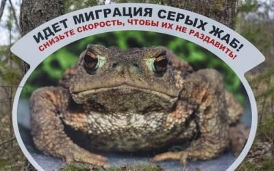 Из-за массовой миграции жаб, водителей Ленобласти и Петербурга просят быть осторожнее на дорогах - ivbg.ru - Ленинградская обл. - Санкт-Петербург - Петербург