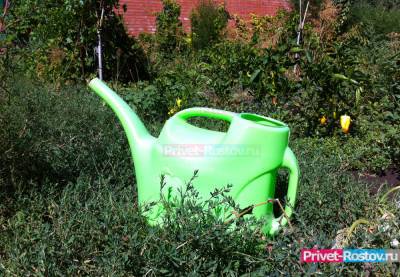 Ростовчане более чем в два раза увеличили расходы на садовый инвентарь - privet-rostov.ru - Ростовская обл.