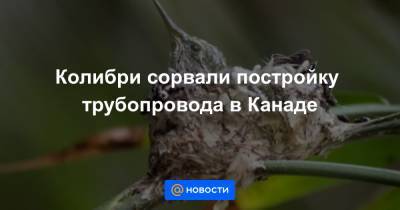 Колибри сорвали постройку трубопровода в Канаде - news.mail.ru - Колумбия - Канада