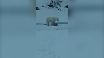 Отдай мои удочки: белый медведь лишил рыбака снастей. Видео - vesti.ru - респ. Саха