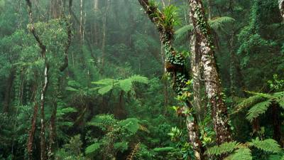 Тропические леса восстанавливают с помощью отходов кофе - inform-ua.info - Коста Рика