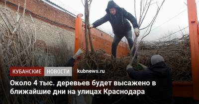 Около 4 тыс. деревьев будет высажено в ближайшие дни на улицах Краснодара - kubnews.ru - Краснодарский край - Краснодар - Благоустройство