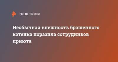 Необычная внешность брошенного котенка поразила сотрудников приюта - ren.tv - штат Теннесси
