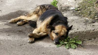 В Польше экс-сенатора будут судить за издевательство над собакой - 24tv.ua