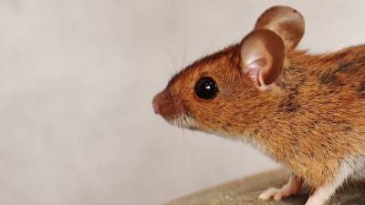 Подавление слуховых галлюцинаций у мышей поможет в лечении психоза - newinform.com - штат Вашингтон
