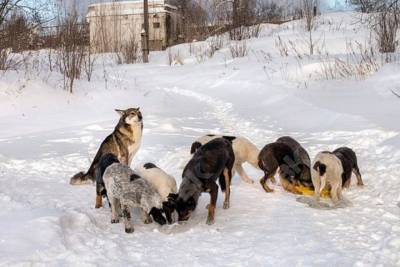 Полусъеденный собаками труп обнаружили в Бурятии - tayga.info - респ.Бурятия - район Заиграевский