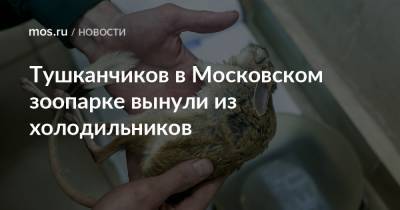 Тушканчиков в Московском зоопарке вынули из холодильников - mos.ru - Москва