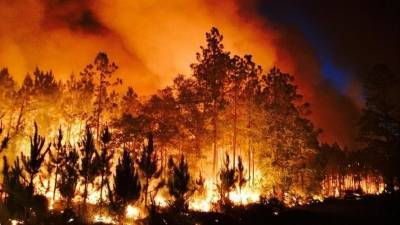 Люди покидают дома, уничтожен национальный парк: в США бушуют лесные пожары - 5-tv.ru - США - шт. Калифорния - штат Северная Дакота