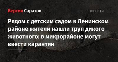 Рядом с детским садом в Ленинском районе жители нашли труп дикого животного: в микрорайоне могут ввести карантин - nversia.ru - Саратовская обл. - Саратов