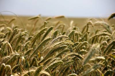 Агро - Украинская пшеница падает в цене: причины - 24tv.ua