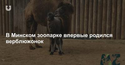 В Минском зоопарке впервые родился верблюжонок - news.tut.by - Минск