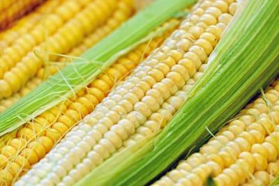 Советы дачникам: как самим вырастить богатый урожай кукурузы в открытом грунте - grodnonews.by