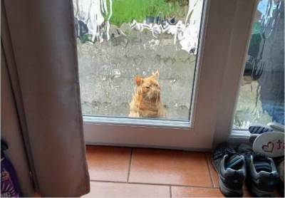 Мой дом, не мой кот: фото о котах, которые гуляют по чужим домам - skuke.net - Интересно