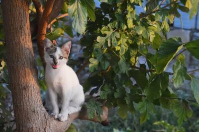 Что делать, если кот застрял на дереве - 24tv.ua