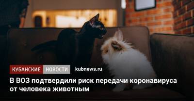 Мелита Вуйнович - В ВОЗ подтвердили риск передачи коронавируса от человека животным - kubnews.ru