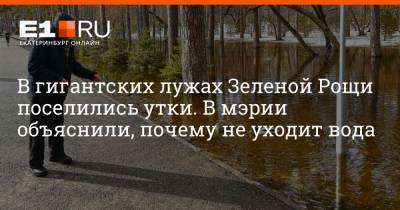 Артем Устюжанин - В гигантских лужах Зеленой Рощи поселились утки. В мэрии объяснили, почему не уходит вода - e1.ru - Екатеринбург