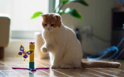 Если у вас есть кот: 6 гениальных советов для хозяев - 24tv.ua
