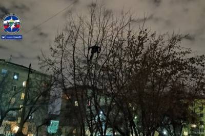 Спасатели сняли с высокого дерева неадекватного мужчину в Новосибирске - novos.mk.ru - Новосибирск - район Калининский, Новосибирск