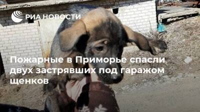 Пожарные в Приморье спасли двух застрявших под гаражом щенков - ria.ru - Приморье край - Владивосток
