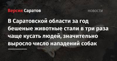 В Саратовской области за год бешеные животные стали в три раза чаще кусать людей, значительно выросло число нападений собак - nversia.ru - Саратовская обл.