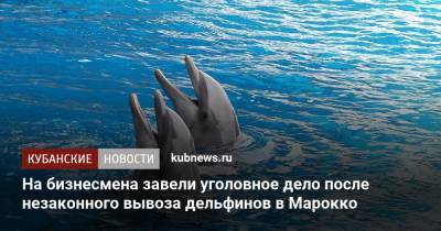 На бизнесмена завели уголовное дело после незаконного вывоза дельфинов в Марокко - kubnews.ru - Краснодарский край - Краснодар - Марокко