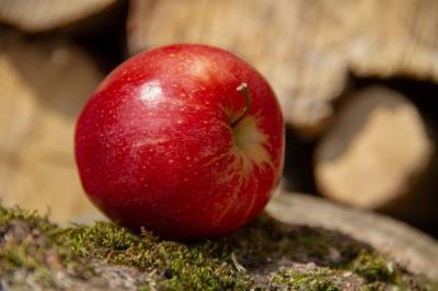 Агро - Самый стойкий к засухе сорт яблок: вердикт ученых - 24tv.ua