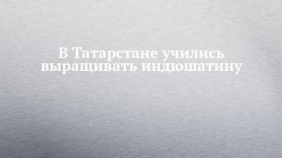 В Татарстане учились выращивать индюшатину - chelny-izvest.ru - респ. Татарстан