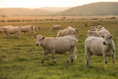 Агро - Экспорт рогатого скота существенно сократился - 24tv.ua - Узбекистан - Ливан - Иордания