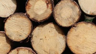Вадим Наумов - Рухнувший из-за урагана тополь убил пенсионерку в Волгограде - nation-news.ru - Волгоград