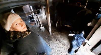 Супруги держат двух коров возле Новочебоксарска: “Если хорошо трудиться, 1000 рублей каждый день можно получать” - skuke.net - респ. Чувашия - Новочебоксарск - район Чебоксарский