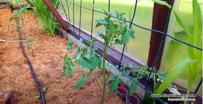 Датский способ выращивания томатов – и мои отзывы о нем - skuke.net
