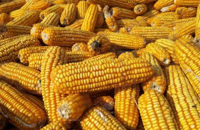 Мнение: Запасы кукурузы в Украине сильно завышены - agroportal.ua