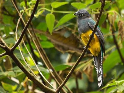 В Бразилии выделен новый вид птиц - polit.ru - Бразилия - Канада - Парагвай