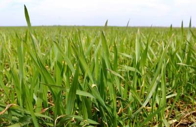 Озимые посевы PAEK в удовлетворительном состоянии - agroportal.ua