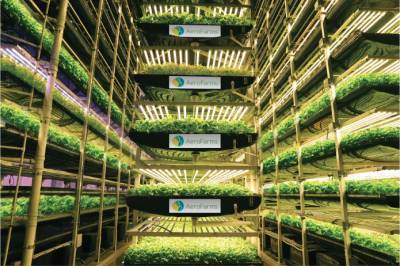 Голубика и клюква перемещаются в вертикальные фермы - agroportal.ua