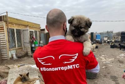 Контроль собак в Астрахани теперь можно осуществить при помощи искусственного интеллекта - ast.mk.ru - Астрахань - Астраханская обл.