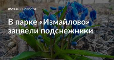 В парке «Измайлово» зацвели подснежники - mos.ru - Москва