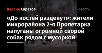 «До костей разденут»: жители микрорайона 2-я Пролетарка напуганы огромной сворой собак рядом с мусоркой - nversia.ru - Саратов
