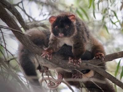 Одному из самых редких австралийских млекопитающих уютнее в частных садах, а не в национальных парках - polit.ru - Австралия - штат Западная