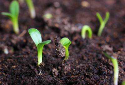 Каждая шестая ферма в Швейцарии — органическая - agroportal.ua - Швейцария