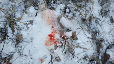 Убийство косули в Воронежской области привело к уголовному делу - vestivrn.ru - Воронежская обл.