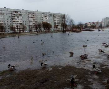 Фрязиновское море порадовало уток-вологжанок - vologda-poisk.ru - Вологда
