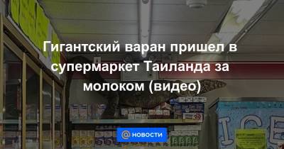 Анна Лысенко - Гигантский варан пришел в супермаркет Таиланда за молоком (видео) - news.mail.ru - Таиланд