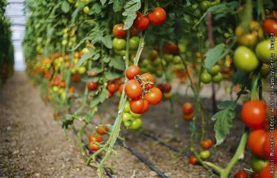 Минсельхоз предложил увеличить квоту Турции на ввоз томатов до 300 тысяч тонн - interfax.ru - Москва - Сирия - Турция