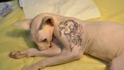 В Бразилии запретили делать татуировки кошкам и собакам - 24tv.ua - Бразилия
