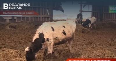 В Татарстане прокуратура начала проверку видео из сети об истощенных коровах — видео - realnoevremya.ru - респ. Татарстан - район Высокогорский