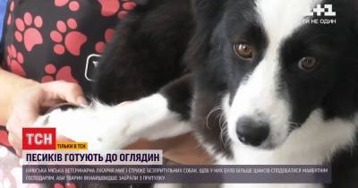 Эксперимент: как столичная ветклиника отправляет бездомных собак на спа-процедуры - tsn.ua - Киев