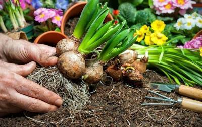 5 способов оживить луковицы цветов после зимы при неправильном хранении - skuke.net